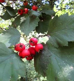 Sárvári Arborétum