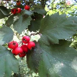 Sárvári Arborétum, Sárvár - 