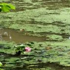 Sárvári Arborétum Sárvár - 