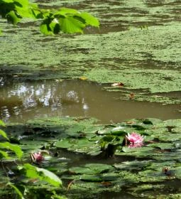 Sárvári Arborétum