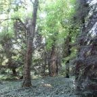 Sárvári Arborétum Sárvár - 