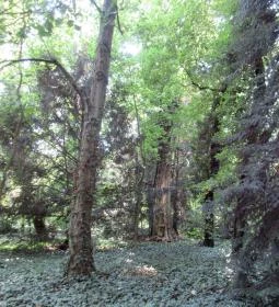 Sárvári Arborétum