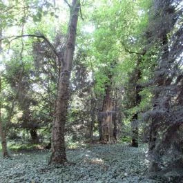 Sárvári Arborétum, Sárvár - 