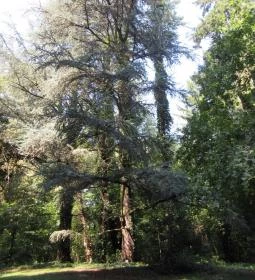 Sárvári Arborétum