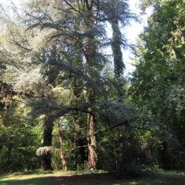 Sárvári Arborétum, Sárvár - 