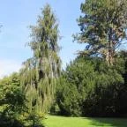 Sárvári Arborétum Sárvár - 