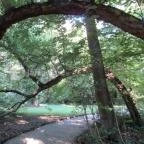 Sárvári Arborétum Sárvár - 