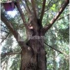 Sárvári Arborétum Sárvár - 