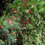 Sárvári Arborétum Sárvár - 