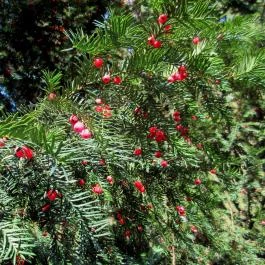 Sárvári Arborétum, Sárvár - 