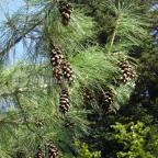 Sárvári Arborétum Sárvár - 