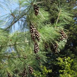 Sárvári Arborétum Sárvár - Egyéb