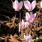 Sárvári Arborétum Sárvár - 