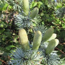 Sárvári Arborétum, Sárvár - 