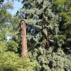 Sárvári Arborétum Sárvár - 