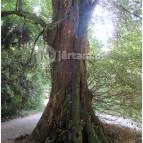 Sárvári Arborétum Sárvár - 