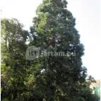 Sárvári Arborétum Sárvár - 