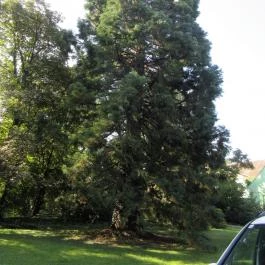 Sárvári Arborétum, Sárvár - 