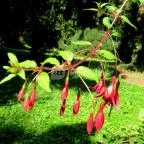 Sárvári Arborétum Sárvár - 