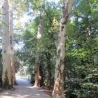 Sárvári Arborétum Sárvár - 