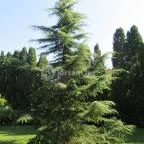 Sárvári Arborétum Sárvár - 