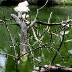 Sóstó Zoo - Nyíregyházi Állatpark Nyíregyháza - 