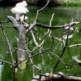 Sóstó Zoo - Nyíregyházi Állatpark, Nyíregyháza - 