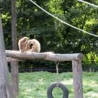 Sóstó Zoo - Nyíregyházi Állatpark Nyíregyháza - 