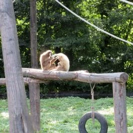 Sóstó Zoo - Nyíregyházi Állatpark, Nyíregyháza - 