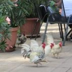 Sóstó Zoo - Nyíregyházi Állatpark Nyíregyháza - 