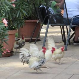 Sóstó Zoo - Nyíregyházi Állatpark, Nyíregyháza - 