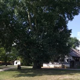 Sóstói Múzeumfalu Nyíregyháza - Egyéb