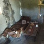 Sóstói Múzeumfalu Nyíregyháza - Egyéb