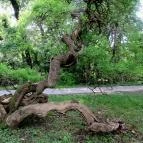 Szarvasi Arborétum Szarvas - 