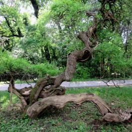 Szarvasi Arborétum, Szarvas - 