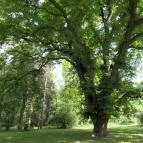 Szarvasi Arborétum Szarvas - 