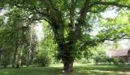 Szarvasi Arborétum Szarvas -  Szarvasi Arborétum Szarvas -