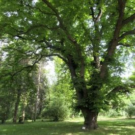 Szarvasi Arborétum, Szarvas - 