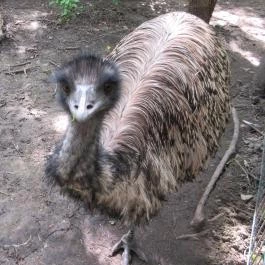 Szarvasi Arborétum, Szarvas - 