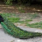 Szarvasi Arborétum Szarvas - 