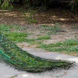 Szarvasi Arborétum, Szarvas - 