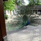 Szarvasi Arborétum Szarvas - 