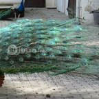 Szarvasi Arborétum Szarvas - 