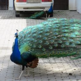 Szarvasi Arborétum, Szarvas - 