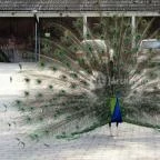 Szarvasi Arborétum Szarvas - 