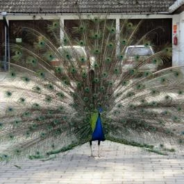 Szarvasi Arborétum, Szarvas - 