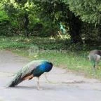 Szarvasi Arborétum Szarvas - 