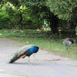 Szarvasi Arborétum, Szarvas - 