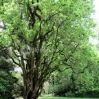 Szarvasi Arborétum Szarvas - 