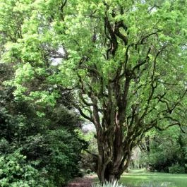 Szarvasi Arborétum, Szarvas - 